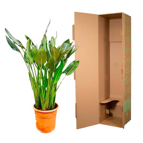 Strelitzia Reginae – Paradiesvogelblume – Zimmerpflanze 160cm – Ø30cm – Exotische Pflanze mit orangefarbenen Blüten – Pflegeleicht
