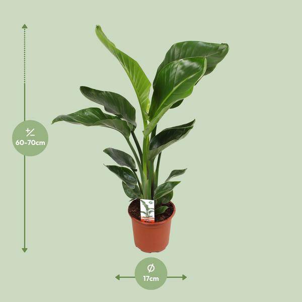 Baum – Strelitzie Strelitzia Nicolai – Zimmerpflanze Ø17cm ↕70cm – exotische Paradiesvogelblume mit tropischem Flair für Wohnzimmer Büro