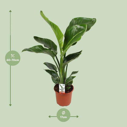 Baum – Strelitzie Strelitzia Nicolai – Zimmerpflanze Ø17cm ↕70cm – exotische Paradiesvogelblume mit tropischem Flair für Wohnzimmer Büro