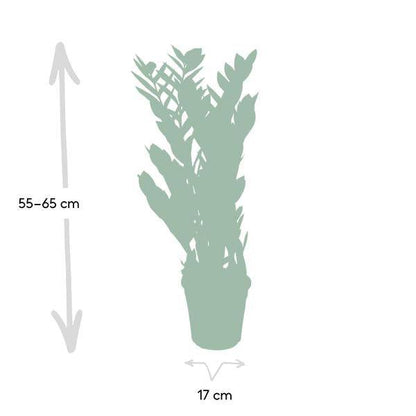 Glücksfeder Zamioculcas Zamiifolia Zimmerpflanze Ø17cm ↕70cm – pflegeleichte Grünpflanze für Wohnzimmer, Büro & helle Standorte kaufen