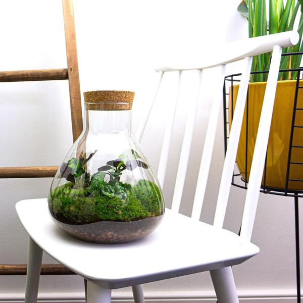 Flaschengarten ↕27cm – pflegeleichter Flaschengarten im Glas, Pflanzen Terrarium für Wohnzimmer & Büro