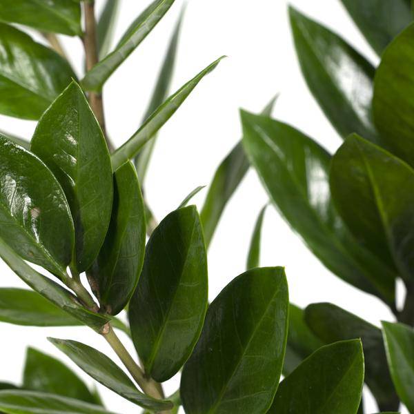 Glücksfeder Zamioculcas Zamiifolia Zimmerpflanze Ø17cm ↕70cm – pflegeleichte Grünpflanze für Wohnzimmer, Büro & helle Standorte kaufen