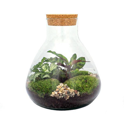 Flaschengarten ↕27cm – pflegeleichter Flaschengarten im Glas, Pflanzen Terrarium für Wohnzimmer & Büro