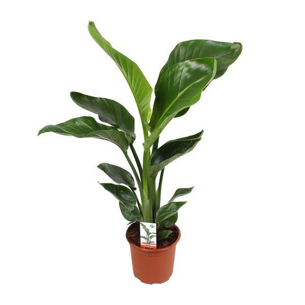 Baum – Strelitzie Strelitzia Nicolai – Zimmerpflanze Ø17cm ↕70cm – exotische Paradiesvogelblume mit tropischem Flair für Wohnzimmer Büro
