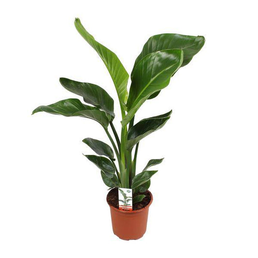 Baum – Strelitzie Strelitzia Nicolai – Zimmerpflanze Ø17cm ↕70cm – exotische Paradiesvogelblume mit tropischem Flair für Wohnzimmer Büro