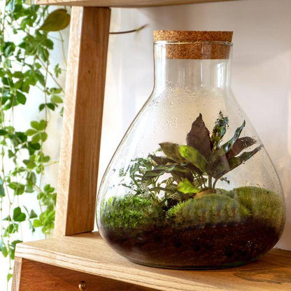 Flaschengarten ↕27cm – pflegeleichter Flaschengarten im Glas, Pflanzen Terrarium für Wohnzimmer & Büro