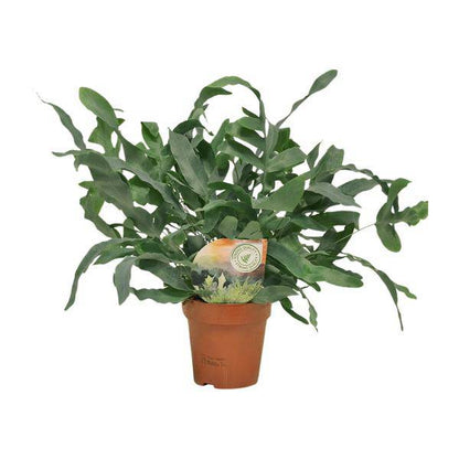 Tüpfelfarn – Phlebodium Blue Star – Ø12cm – 35cm hoch – Zimmerpflanze – Dekorativ & Robust