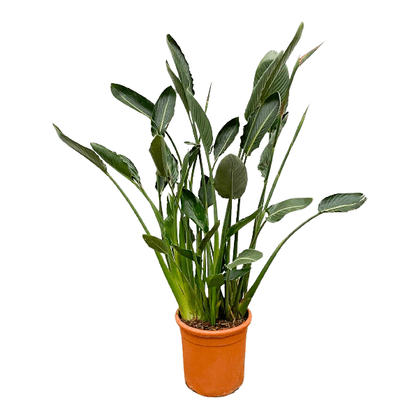 Strelitzia Reginae – Paradiesvogelblume – Zimmerpflanze 160cm – Ø30cm – Exotische Pflanze mit orangefarbenen Blüten – Pflegeleicht