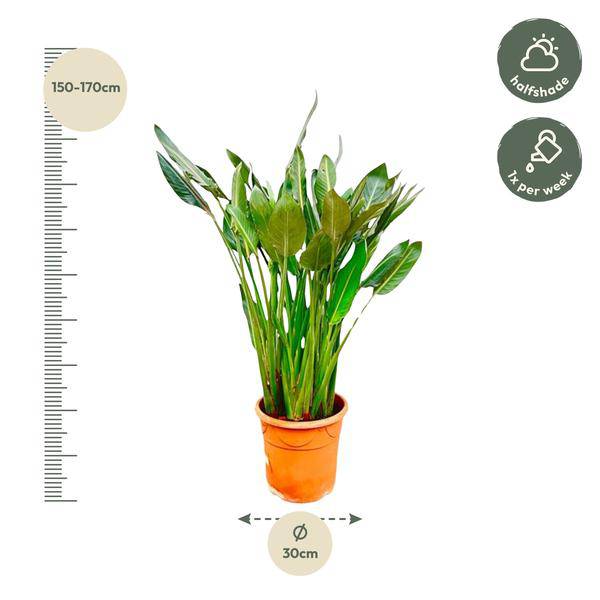 Strelitzia Reginae – Paradiesvogelblume – Zimmerpflanze 160cm – Ø30cm – Exotische Pflanze mit orangefarbenen Blüten – Pflegeleicht