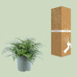 Nestfarn – Asplenium Parvati – Zimmerpflanze – Ø27cm – ↕50cm – Tropische Grünpflanze mit filigranen Wedeln – Pflegeleicht & luftreinigend