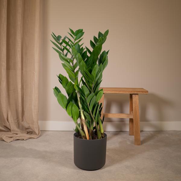 Glücksfeder Zamioculcas Zamiifolia Zimmerpflanze Ø17cm ↕70cm – pflegeleichte Grünpflanze für Wohnzimmer, Büro & helle Standorte kaufen