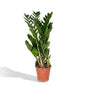 Glücksfeder Zamioculcas Zamiifolia Zimmerpflanze Ø17cm ↕70cm – pflegeleichte Grünpflanze für Wohnzimmer, Büro & helle Standorte kaufen