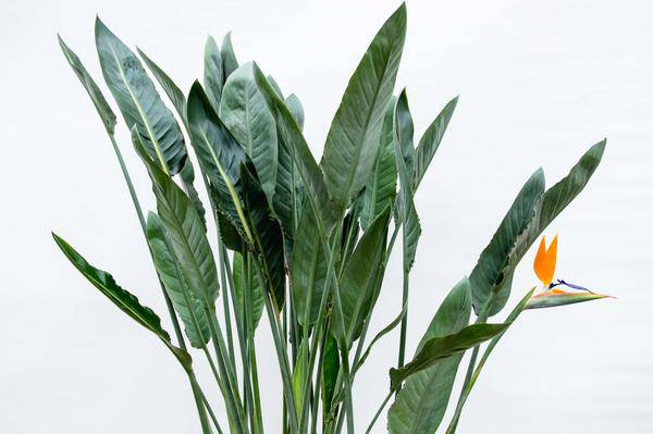 Strelitzia Reginae – Paradiesvogelblume – Zimmerpflanze 160cm – Ø30cm – Exotische Pflanze mit orangefarbenen Blüten – Pflegeleicht