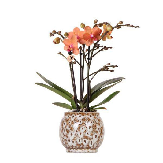 Orange Phalaenopsis Orchidee – Mineral Bolzano – Ø9cm Safari Keramiktopf – Blühende Zimmerpflanze mit 2-3 Zweigen – Elegante Deko für Zuhause & Büro