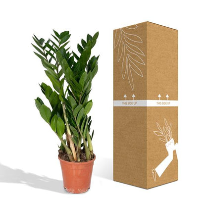 Glücksfeder Zamioculcas Zamiifolia Zimmerpflanze Ø17cm ↕70cm – pflegeleichte Grünpflanze für Wohnzimmer, Büro & helle Standorte kaufen