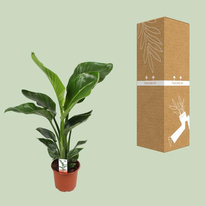 Baum – Strelitzie Strelitzia Nicolai – Zimmerpflanze Ø17cm ↕70cm – exotische Paradiesvogelblume mit tropischem Flair für Wohnzimmer Büro