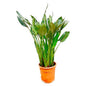 Strelitzia Reginae – Paradiesvogelblume – Zimmerpflanze 160cm – Ø30cm – Exotische Pflanze mit orangefarbenen Blüten – Pflegeleicht