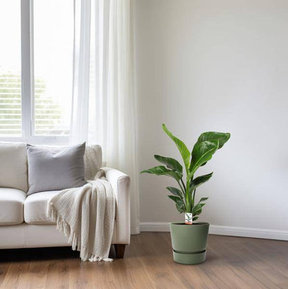 Baum – Strelitzie Strelitzia Nicolai – Zimmerpflanze Ø17cm ↕70cm – exotische Paradiesvogelblume mit tropischem Flair für Wohnzimmer Büro