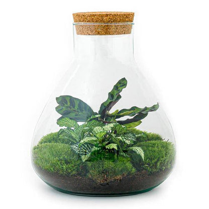 Flaschengarten ↕27cm – pflegeleichter Flaschengarten im Glas, Pflanzen Terrarium für Wohnzimmer & Büro